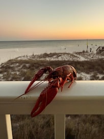 Rouses down the strip for fresh seafood 🦞