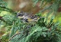 Yellow Rumped Warbler on the Eastern Red Cedar on the property.