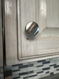 Food stuck on cabinet