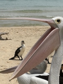 The wild life is amazing