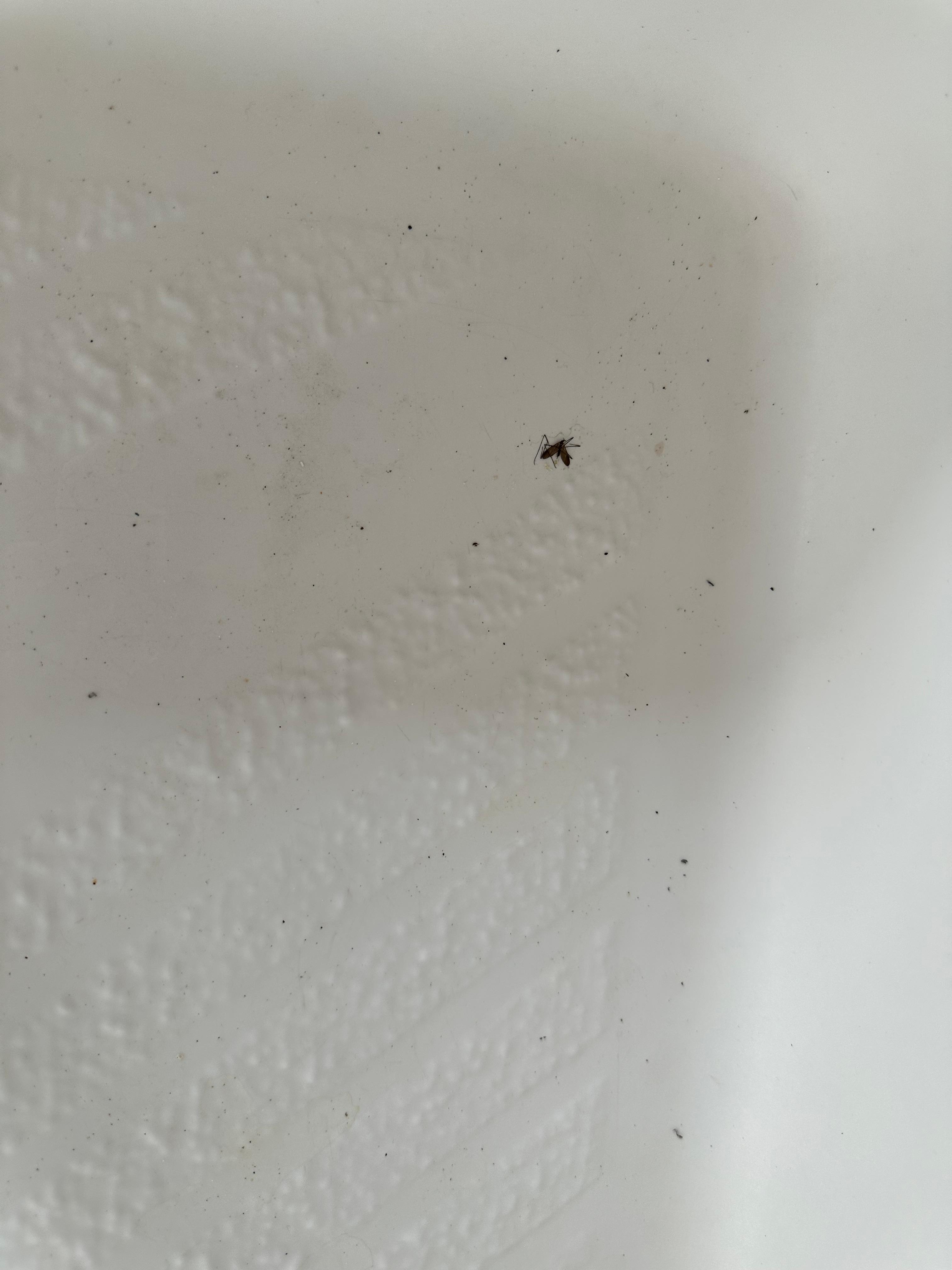 Dirty shower floor