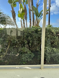 The “ocean view” when sitting in the chair on our balcony. Nothing to see but a hedge for $600