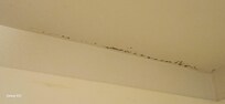 Black mold