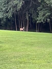 The view of the deer while enjoying our coffee in the morning and early evenings they would come.
