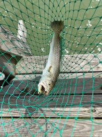 19.5” trout