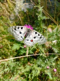 Papillon Lac d'Orédon