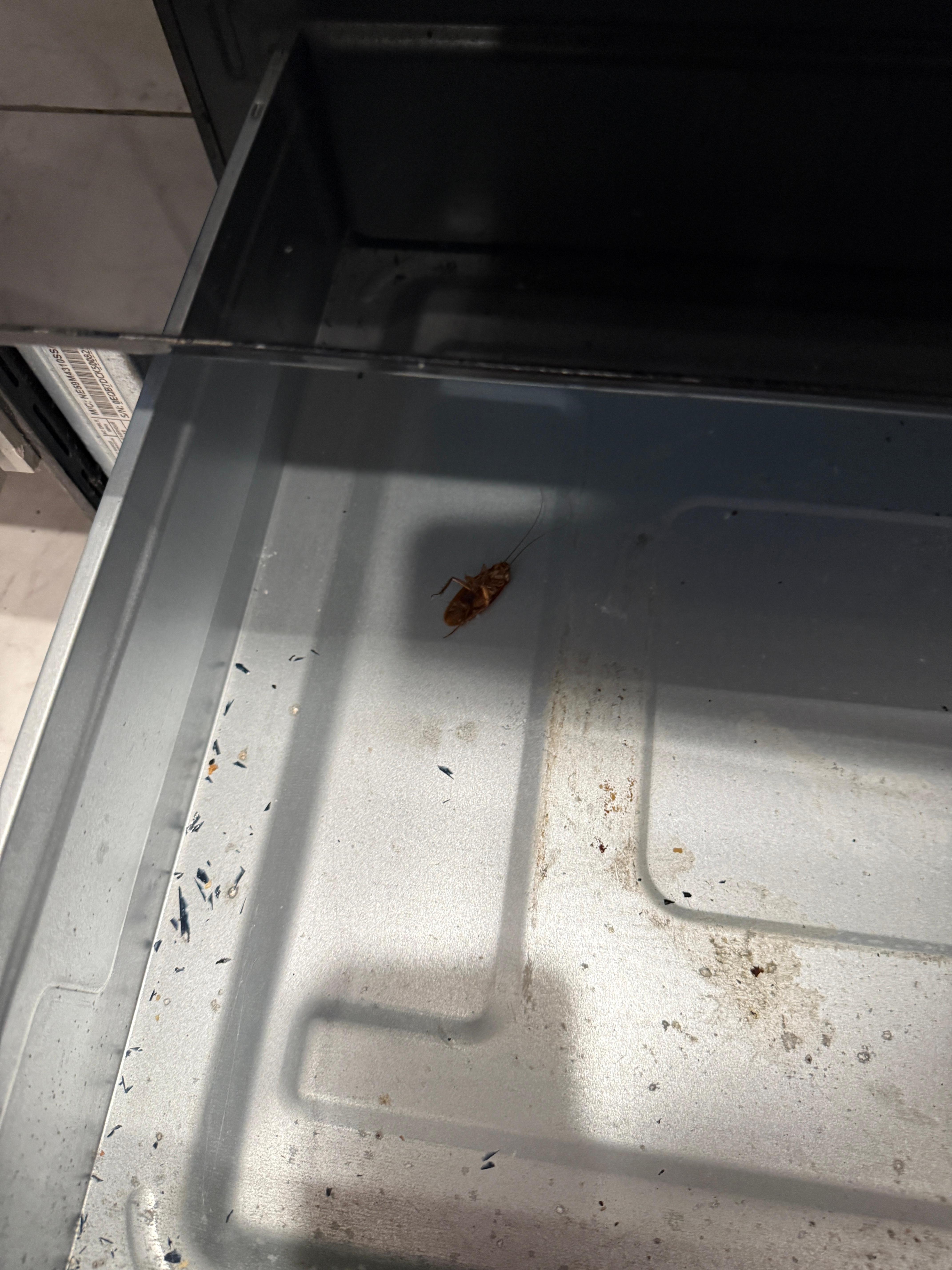 Cockroach that had been there at least since February because someone else posted a picture