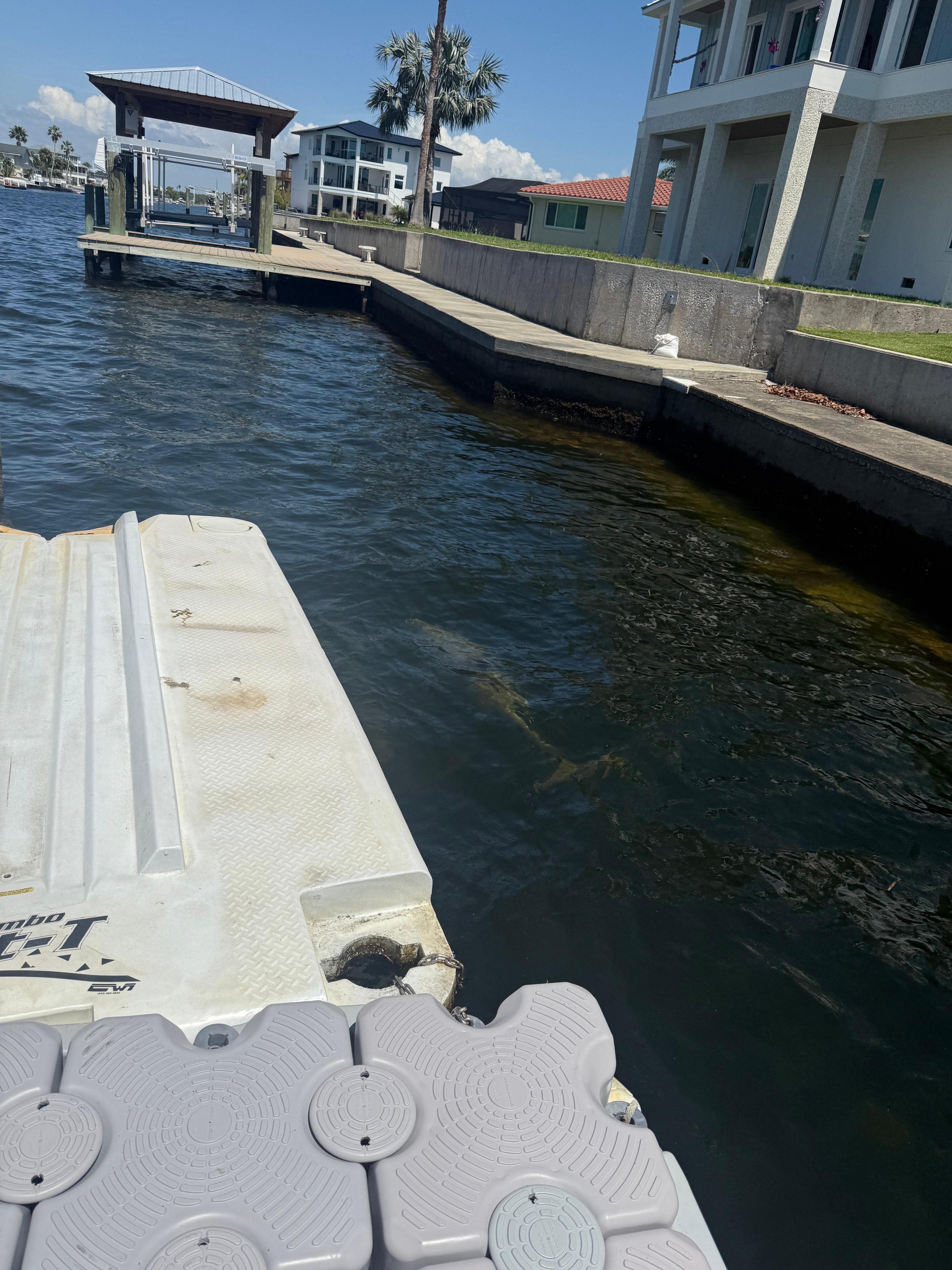 Dolphin swimming next to the dock.