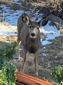 The deer kept coming by to tell us hello daily!! 🥹🩵