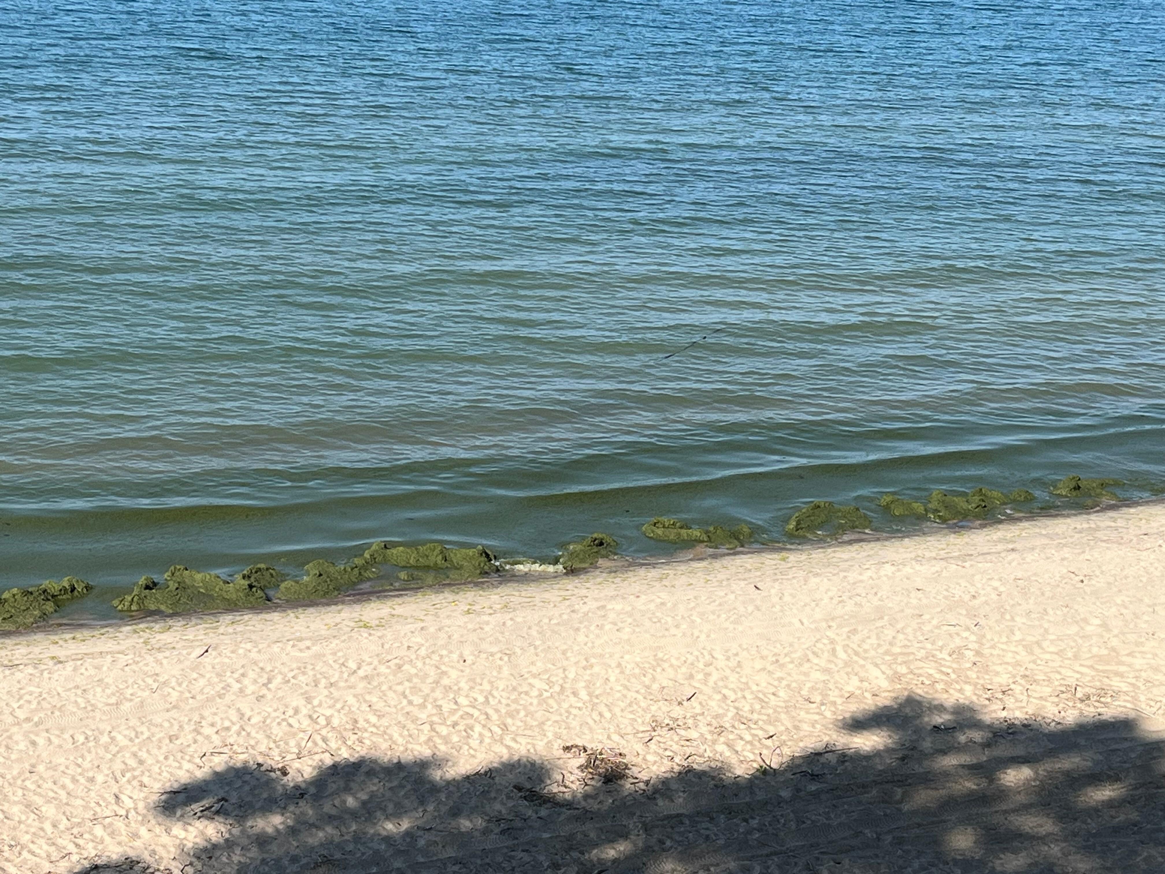 Thick seaweed