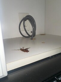 While looking for dish soap (there was none) I found this guy in cabinet above microwave