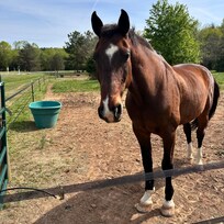 A handsome neighbor