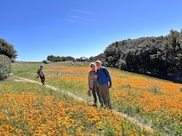 Top of Vulcan Mountain, end of May - poppies!