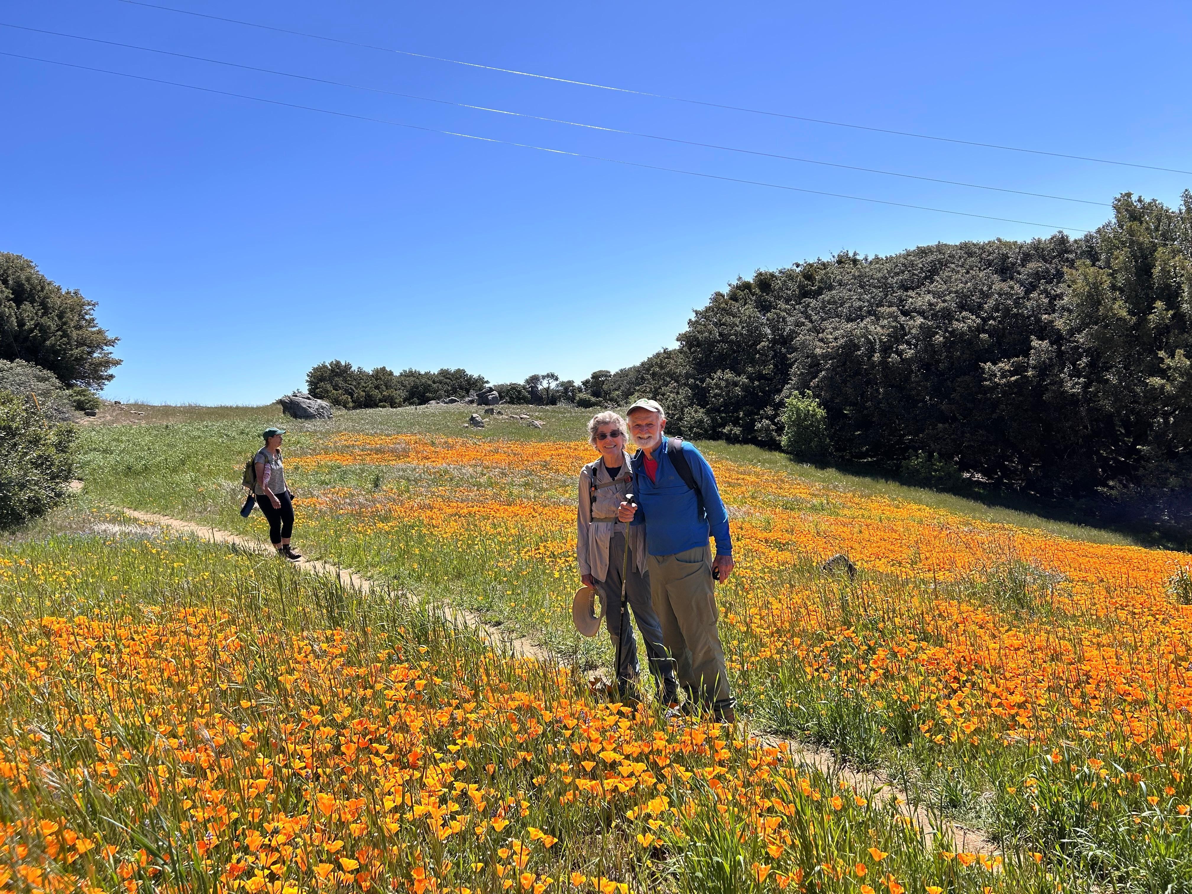 Top of Vulcan Mountain, end of May - poppies!