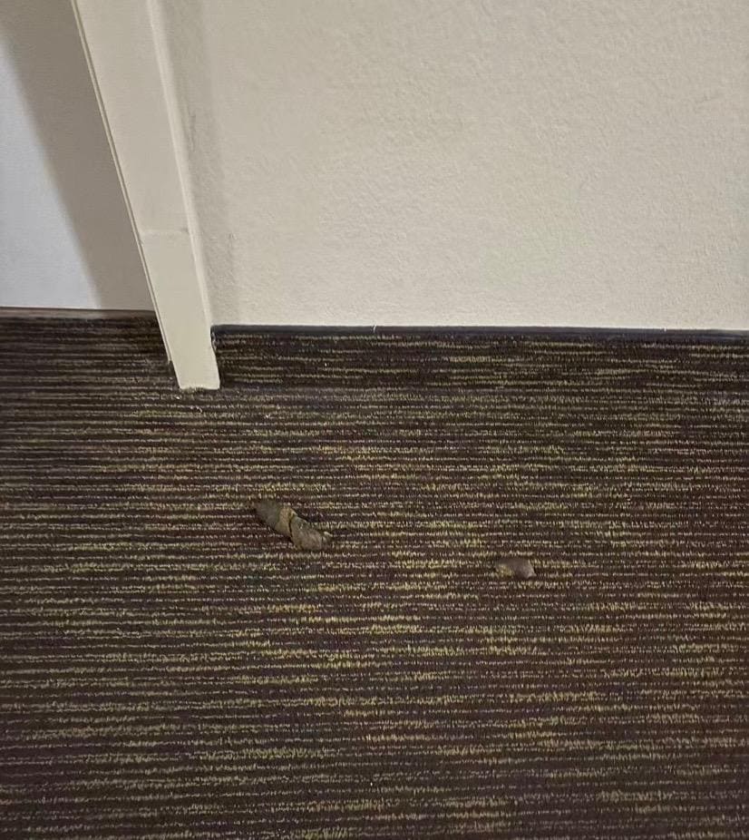 See dog poop/feces in the hallway 