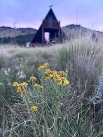 Flowers blooming off the back yard