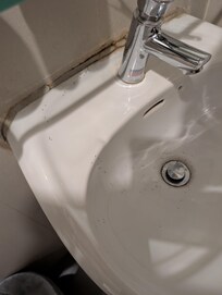 Bugs coming out of my sink