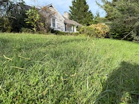 Overgrown grass and landscaping; not a match to the listing photos