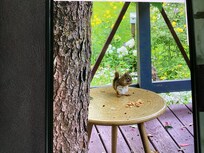 CHIPPY