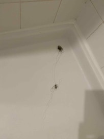 hair in downstairs bathroom