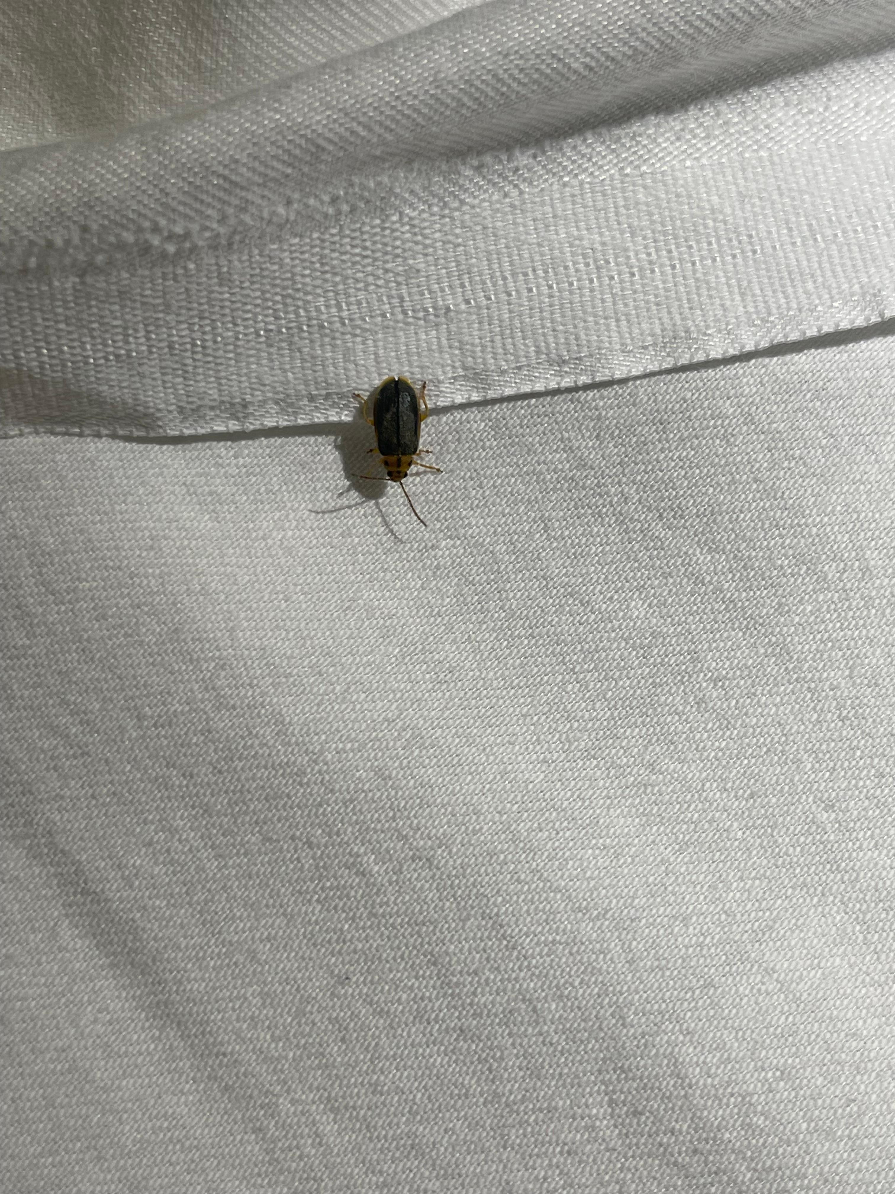 Animales en las cobijas