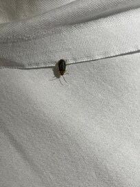 Animales en las cobijas