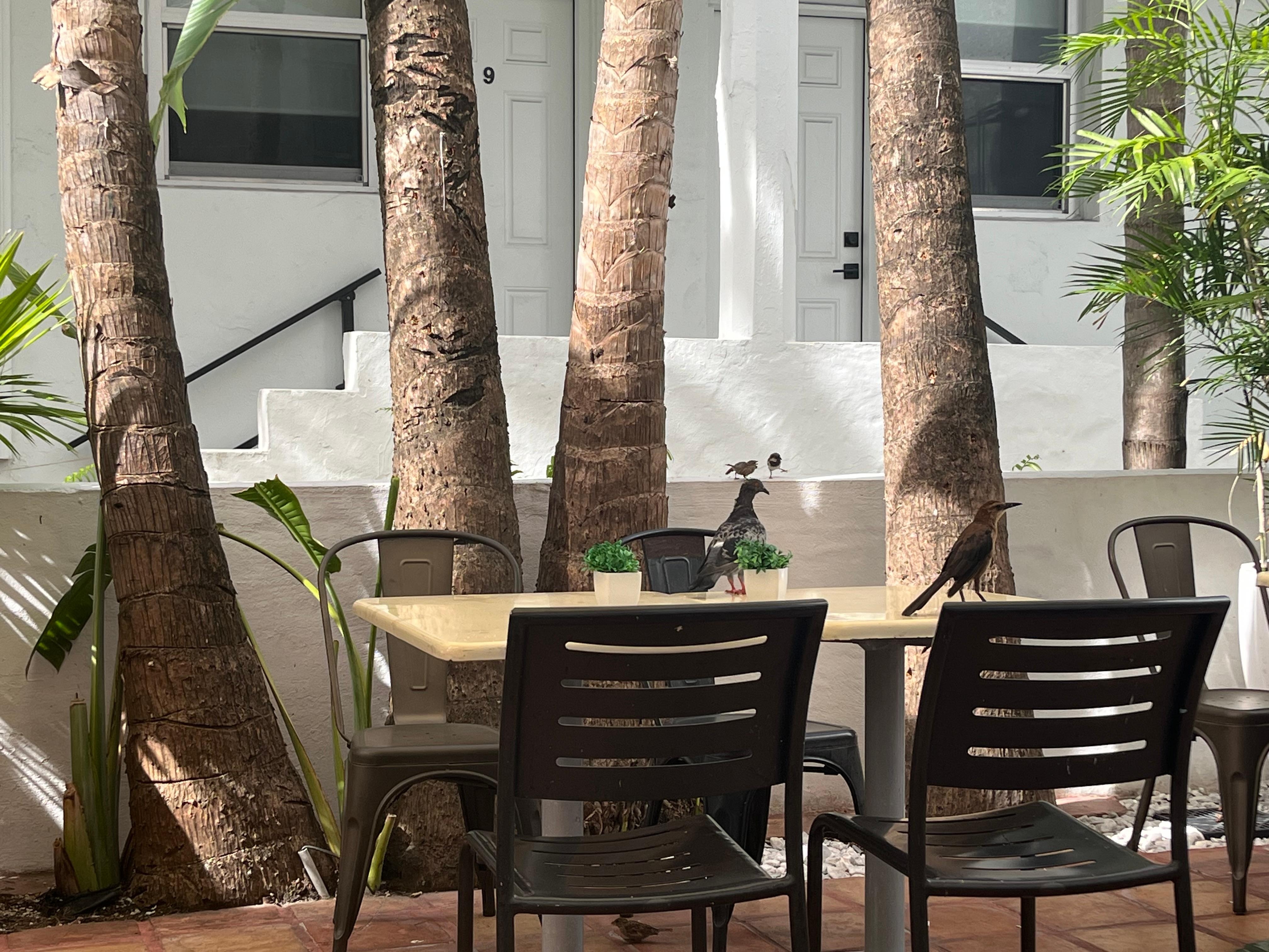 Breakfast outside with the birds 😊