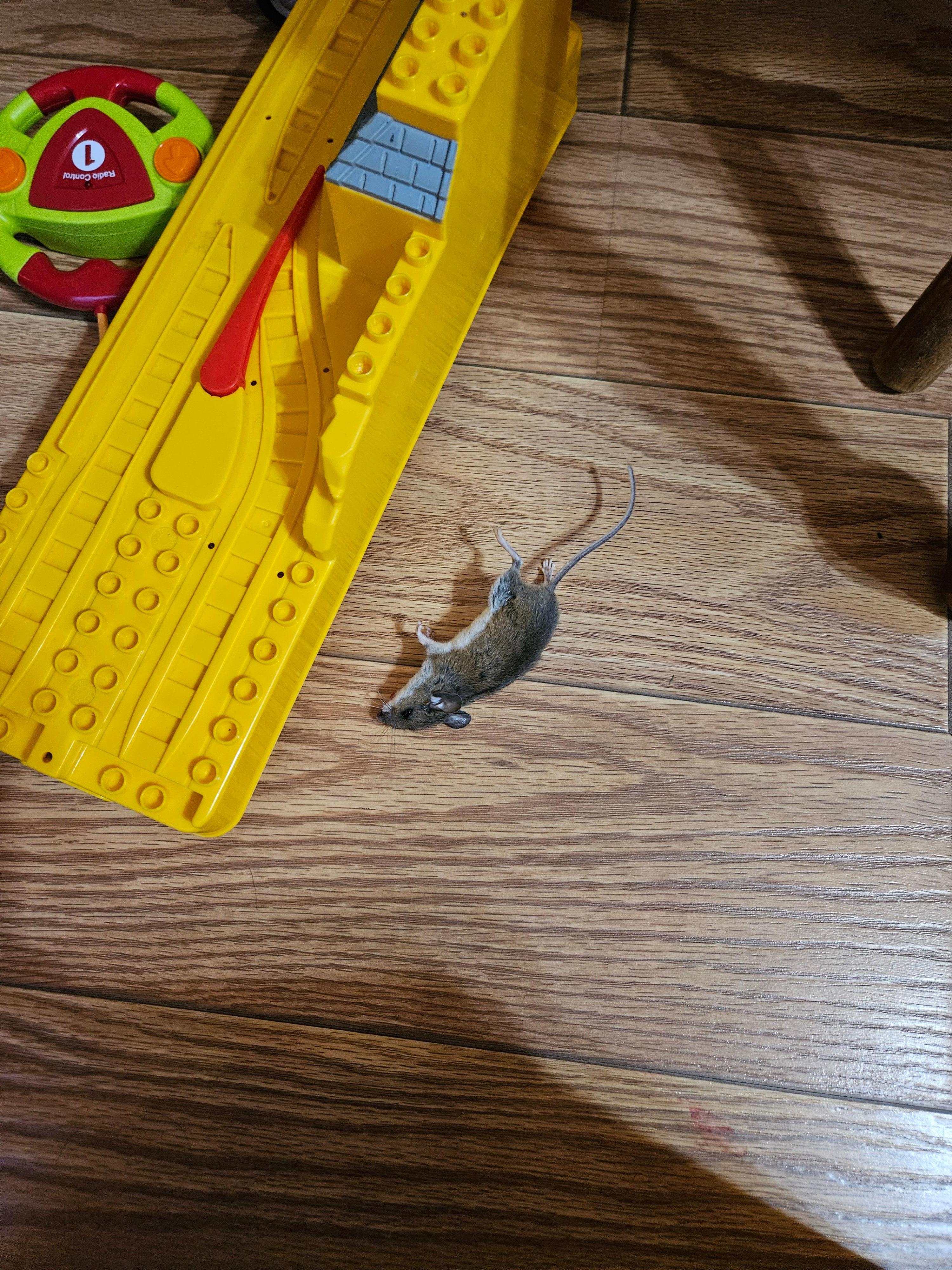 Dead Mouse