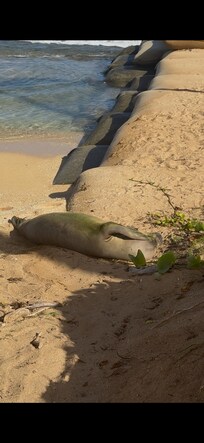 Hawaiian monk seal landed on the beachfront outside the property! Make sure to keep 50ft away from seals and 10ft away from the sea turtles. It was cool we were able to spot one on our stay and we didn’t even have to go very far!