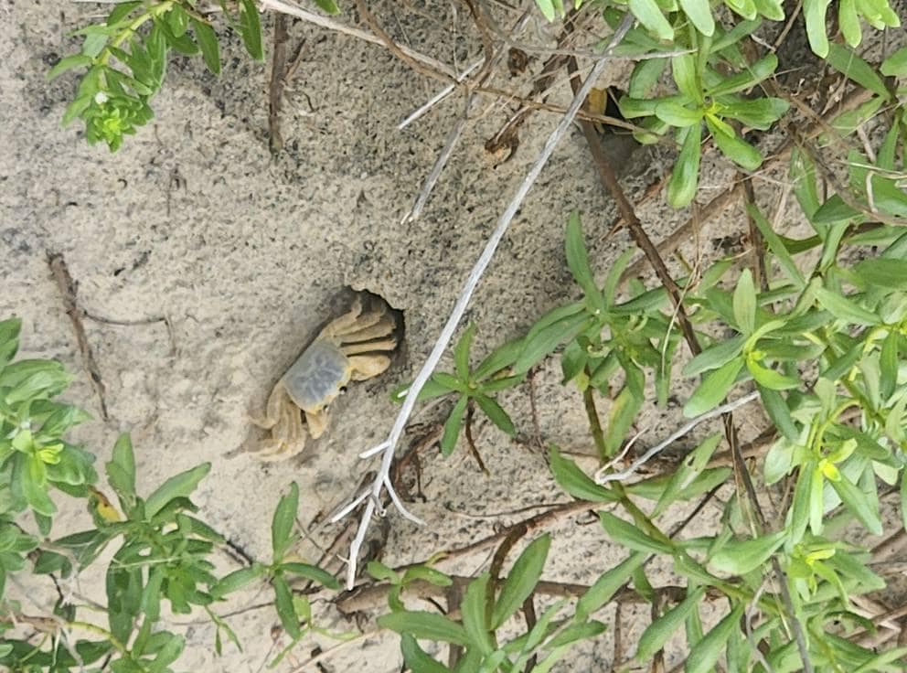 Ghost Crab as viewed from the Deck