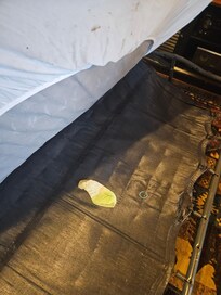 Dirty bed