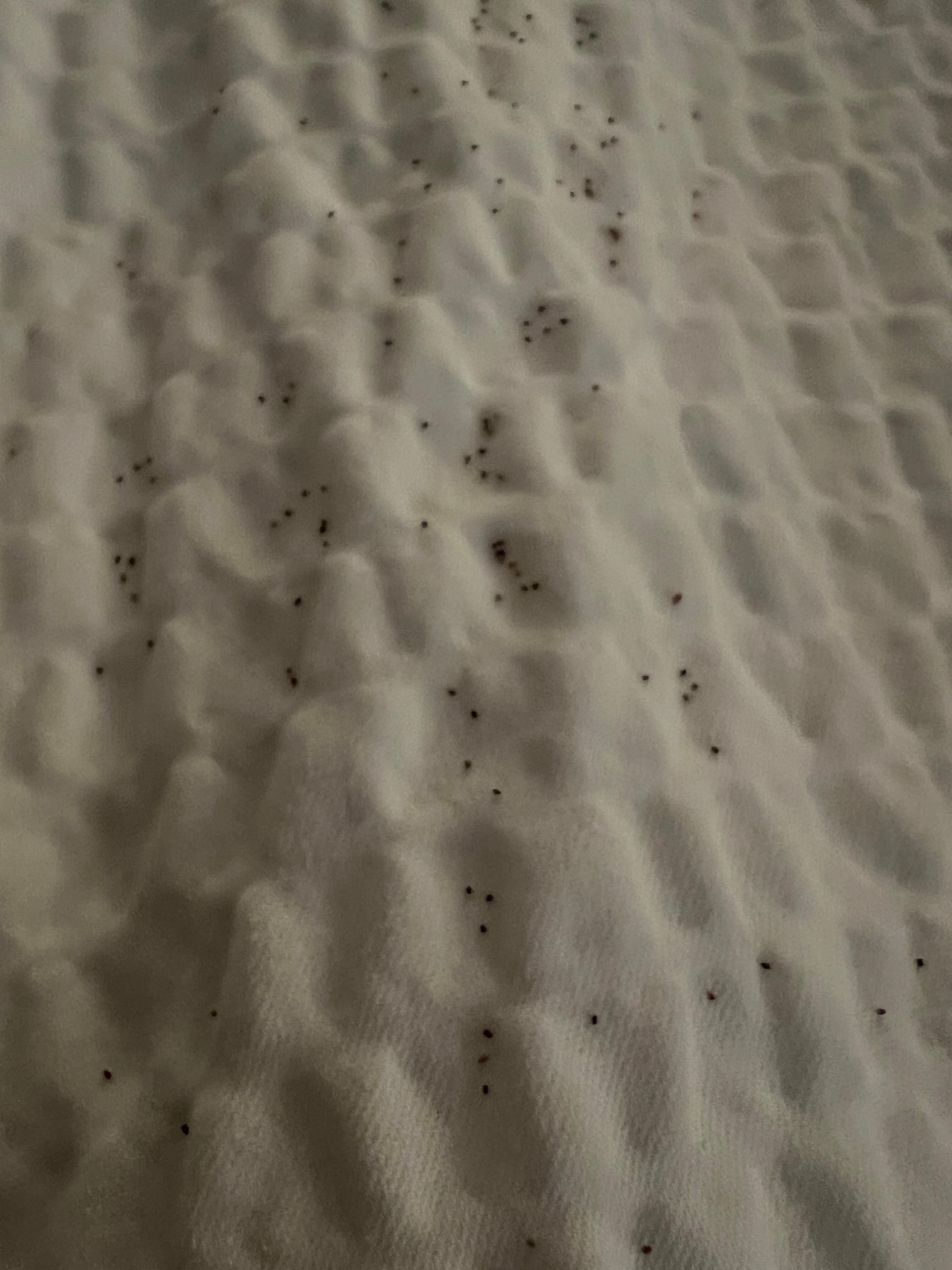Bedbugs