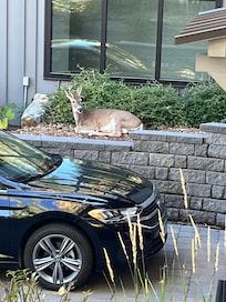 Wildlife in the front yard