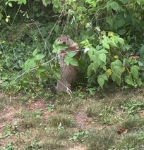 Woodchuck on duty!