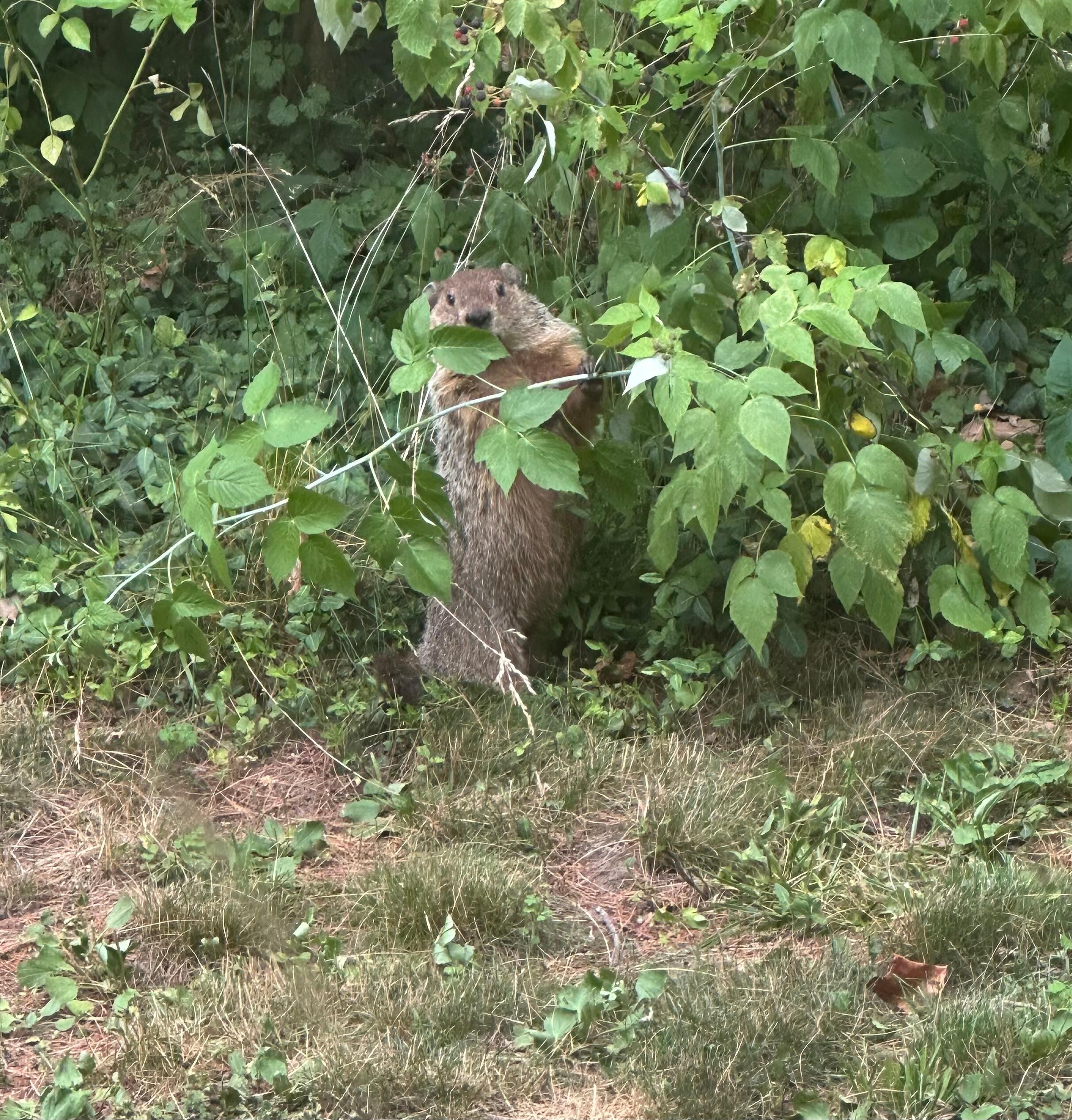Woodchuck on duty!