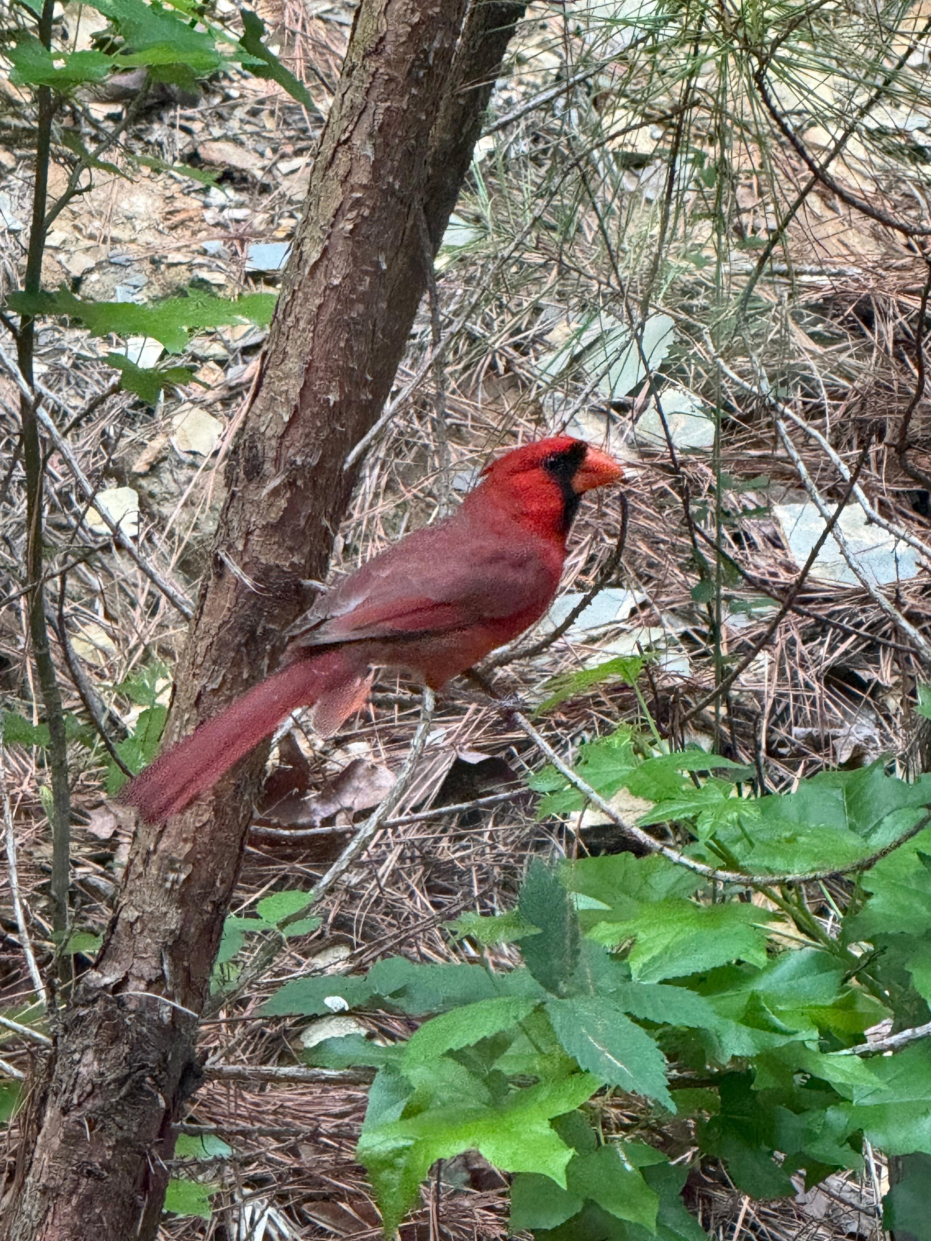 We had redbird visiting daily