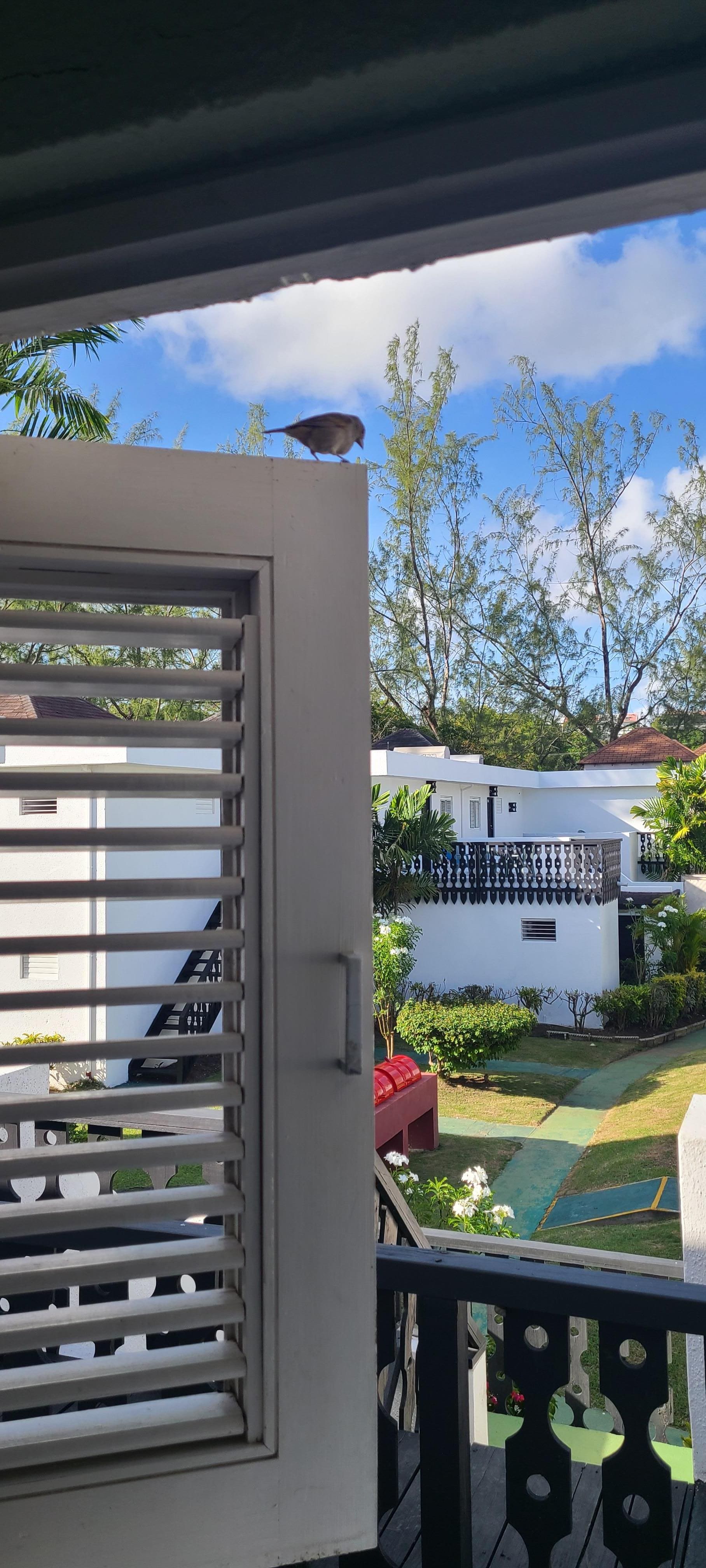 View from my kitchen window... birds love perching by the window... like a Disney movie.