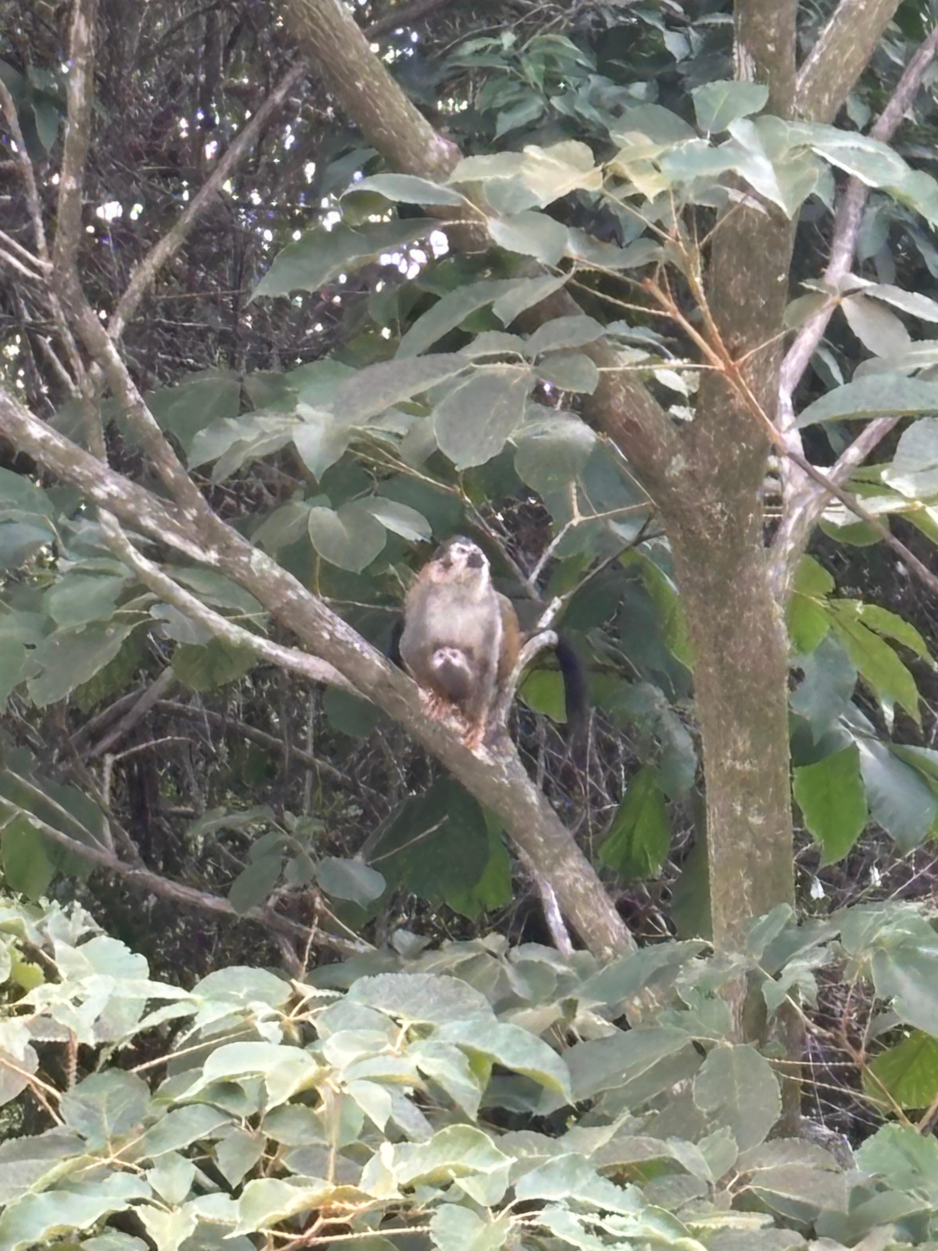 Squirrel monkeys: momma and baby