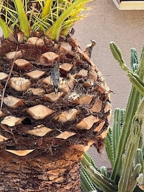 There is a Woodpecker family that we enjoyed watching the most!! They are so sweet!!