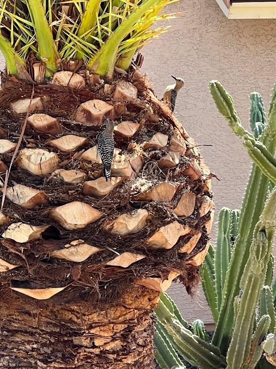 There is a Woodpecker family that we enjoyed watching the most!! They are so sweet!! 