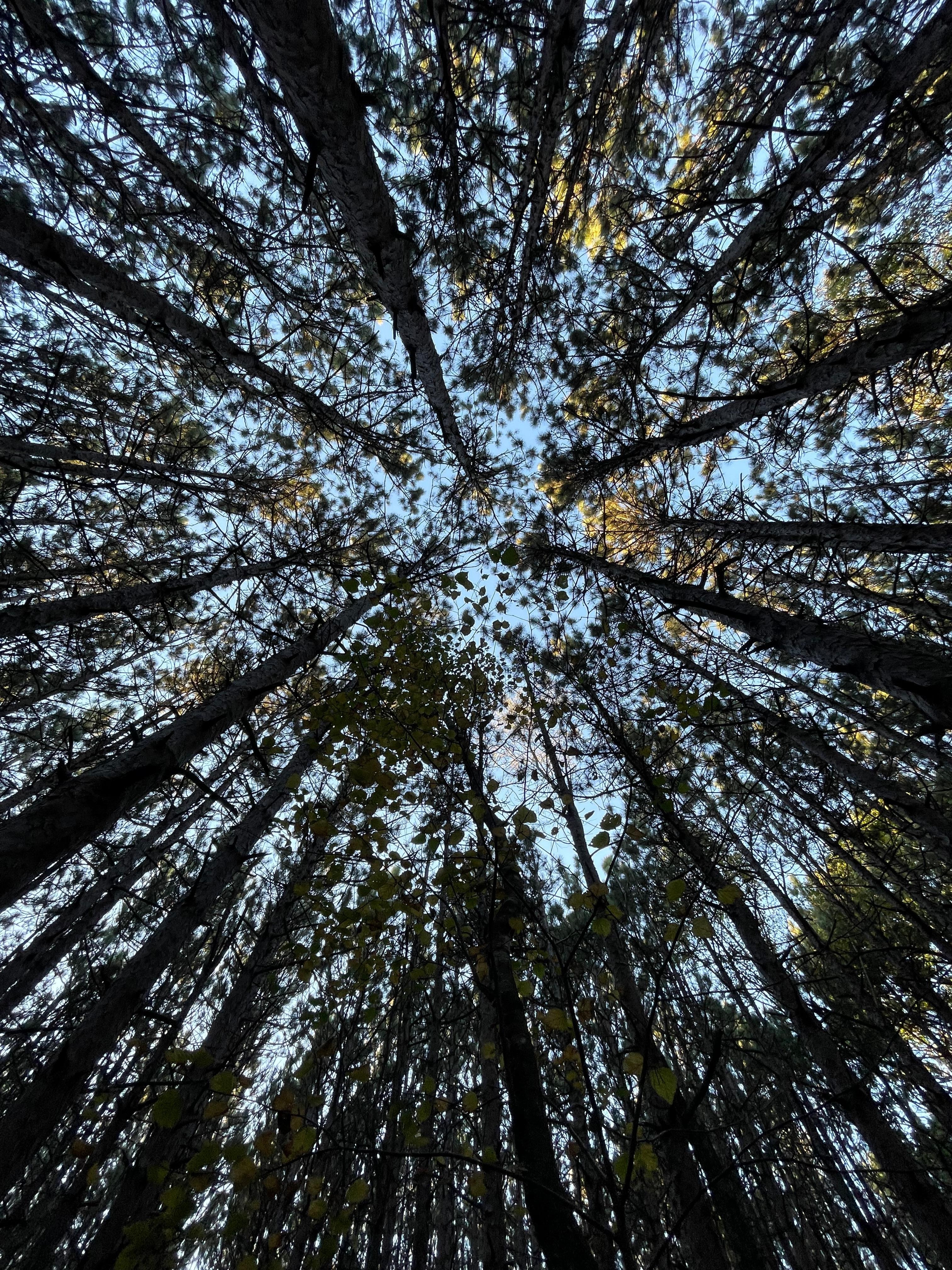 Woods behind the house - looking up 