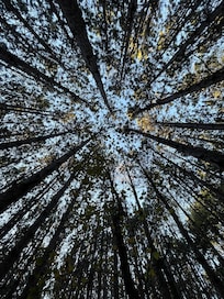 Woods behind the house - looking up