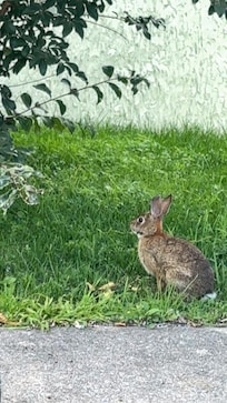 This little bunny was there everyday