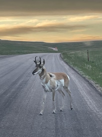 Pronghorn