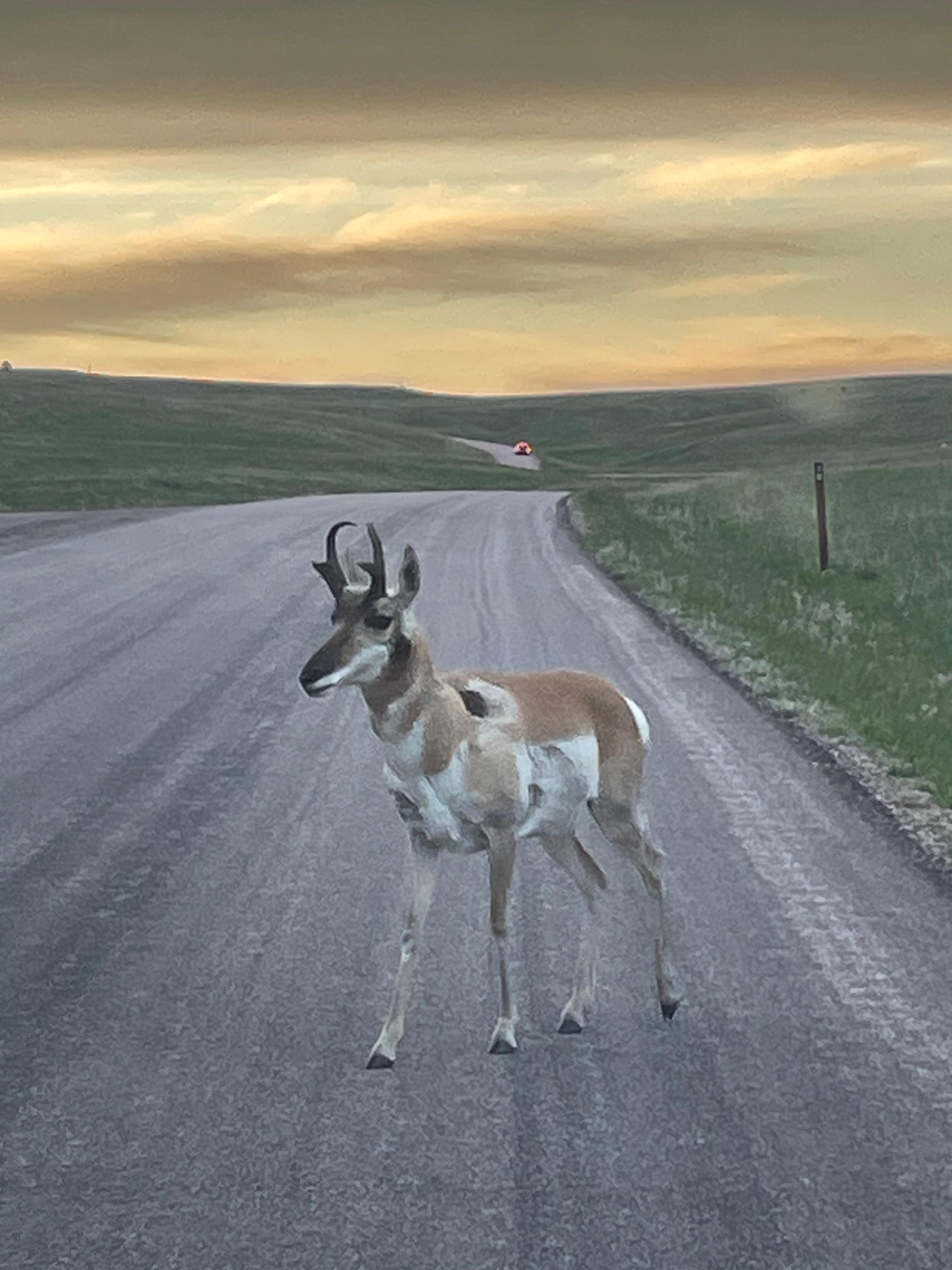 Pronghorn 