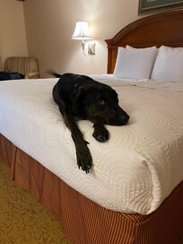 You would never have known there were other dogs in the hotel. Not a peep was heard from any of them.