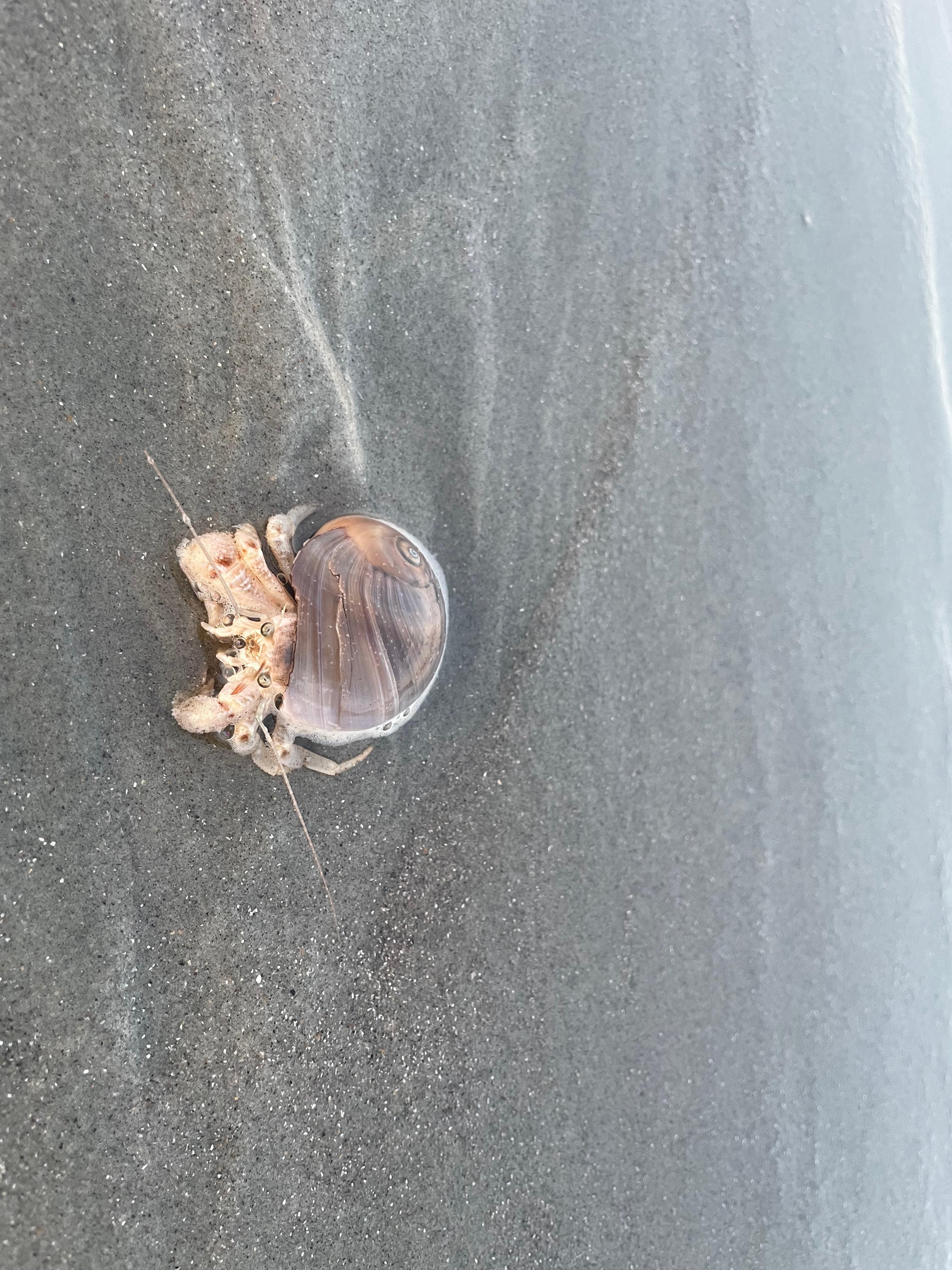 Hermit crab on the beach