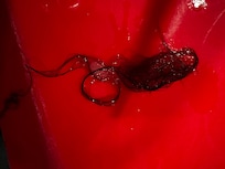 Hair floating in pool