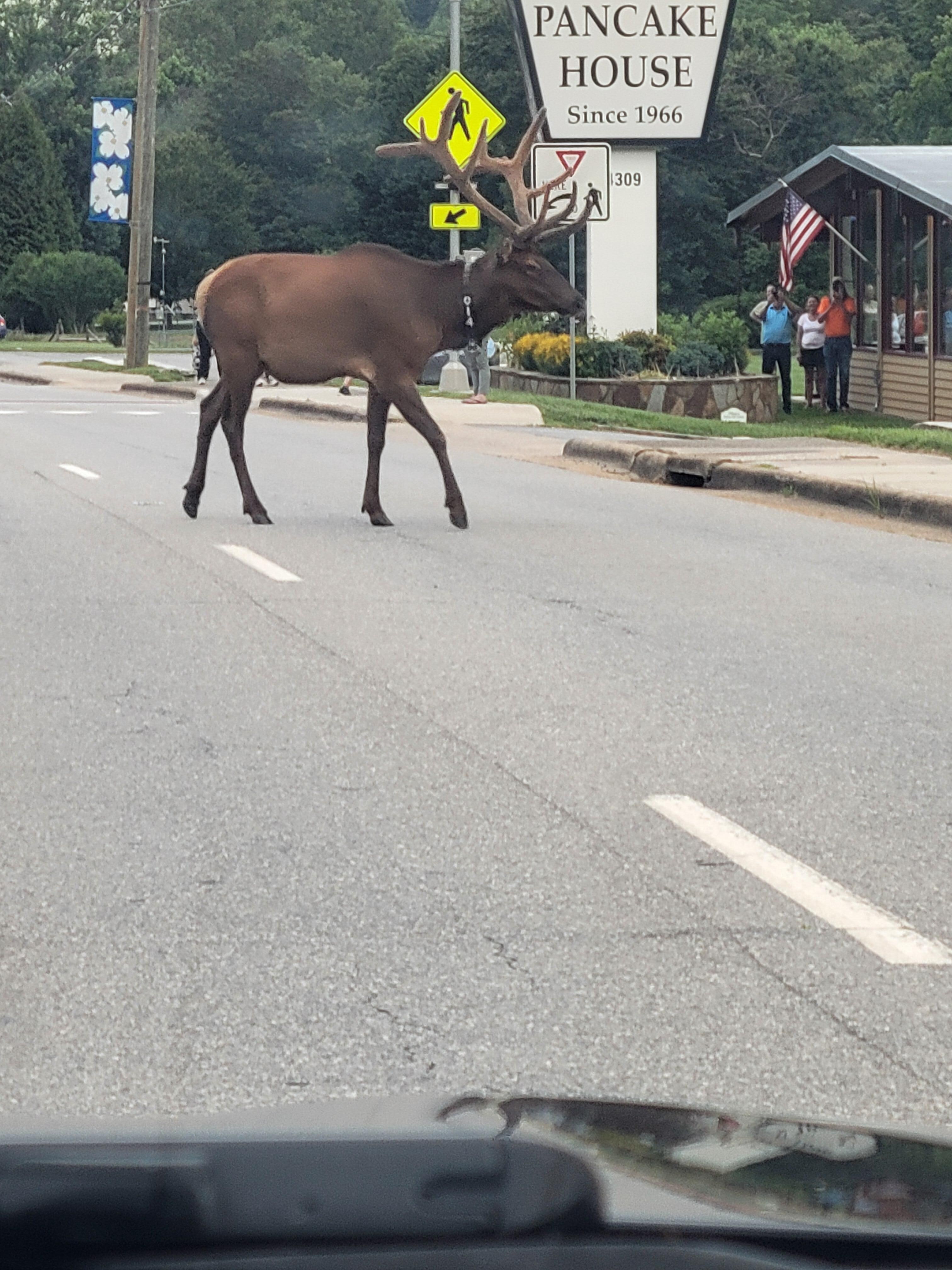 Elk at end of road