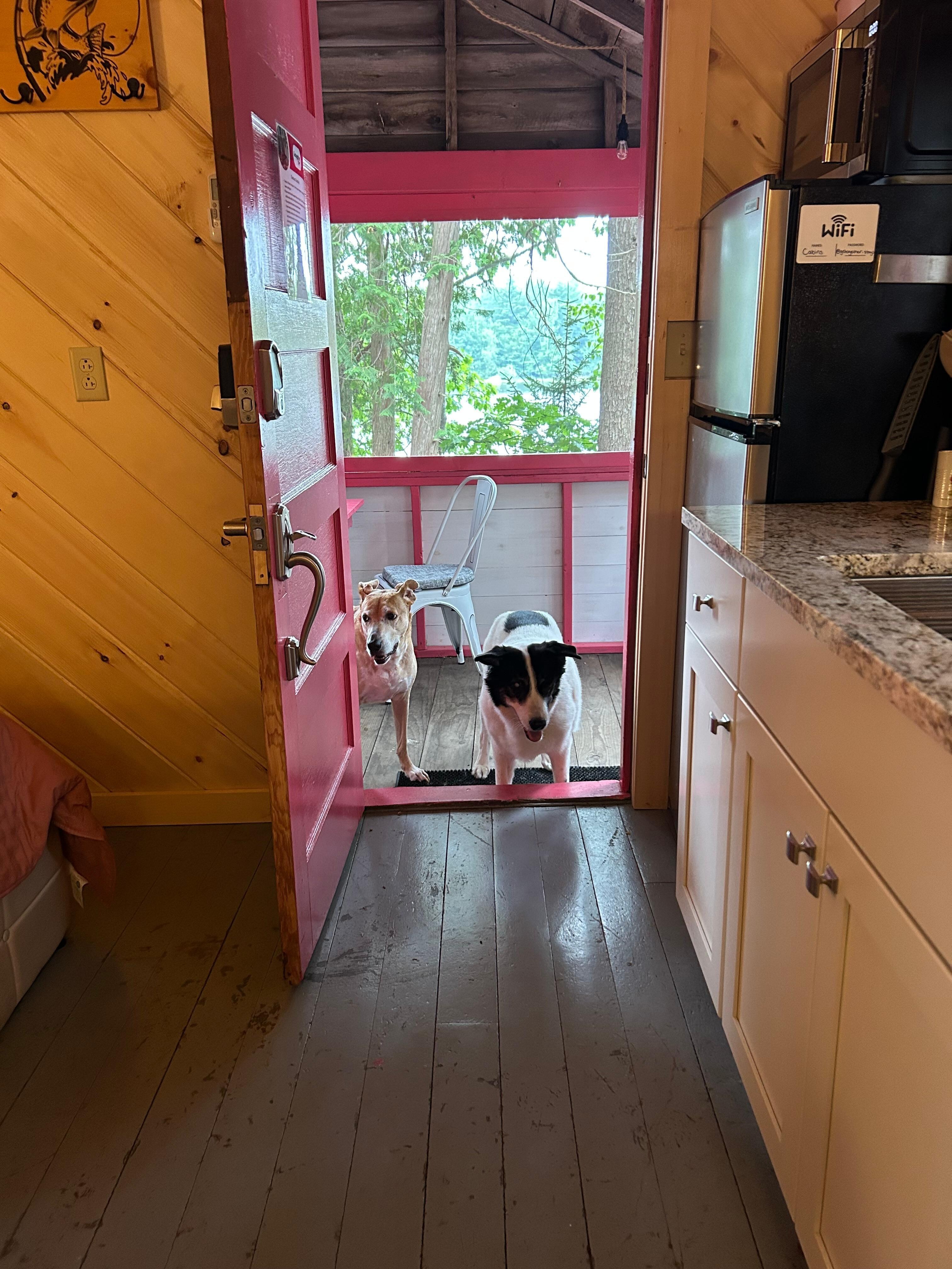 The layout was easy for our blind furbaby to get around and feel comfortable. 